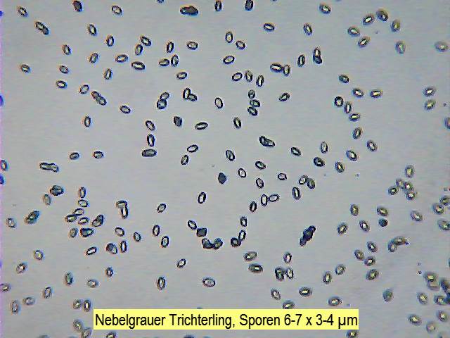 Sporen Nebelgrauer Trichterling